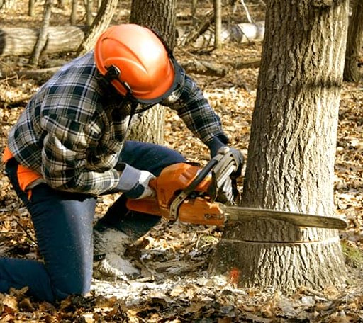 Tree Removal in Ikes Fork, WV